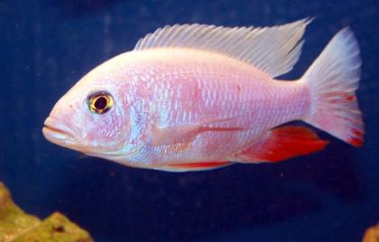 Sciaenochromis fryeri white snow