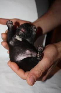 Französische bulldogge /o Papiere aber gesund und fitt - freiatmend HD frei ra