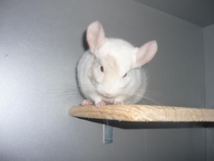Chinchilla-Böckchen suchen neues Zuhause