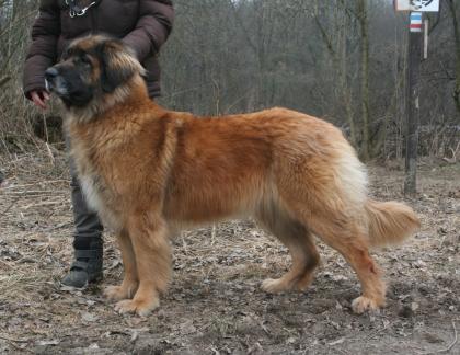 Leonberger Welpen