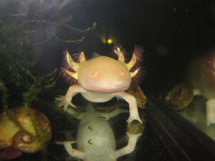 Axolotl, Wildtyp braun und Goldalbino