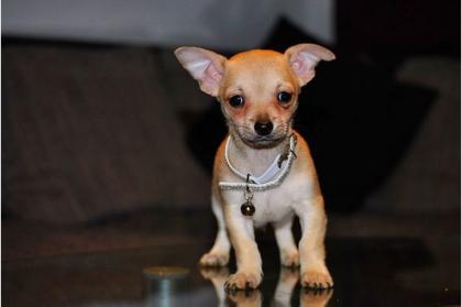 Chihuahua Welpen