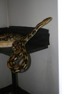 P. reticulatus Tiger 0, 1