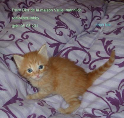 Türkisch Angora Baby