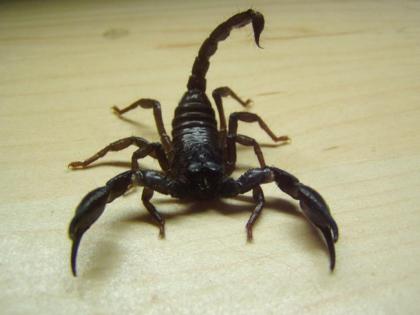 Schwarzer Thaiskorpion Heterometrus spinifer