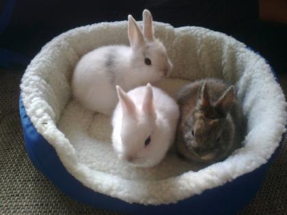 Zwergkaninchen