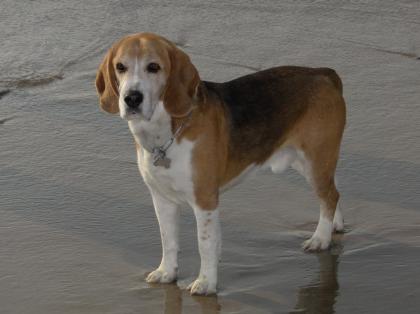 Beagle-Rüde, 6 Jahre, kastriert, sehr umgänglich