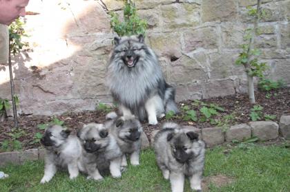 Wolfsspitzwelpen abzugeben 1 Rüde 4 Weibchen