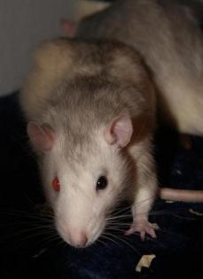Rattenwelpen und auch Notfalltiere