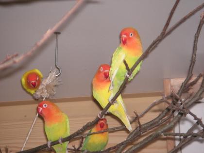 Pfirsichköpfchenpaare abzugeben
