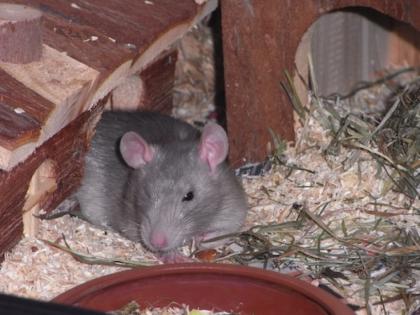 Junge Ratten