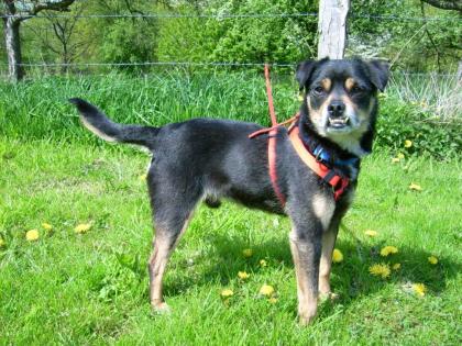 BUBI kleiner Hund mit dem süßesten Überbiss der Welt
