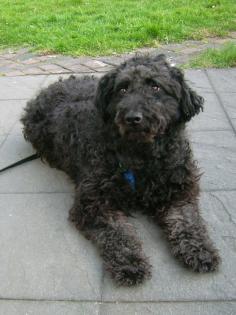 FÜRTI - herzensguter, lieber Ungarischer Wuschel-Hütehund