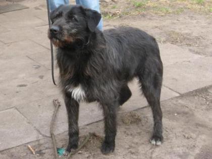 MORRIS ein toller Ausnahmehund mit bestem Charakter