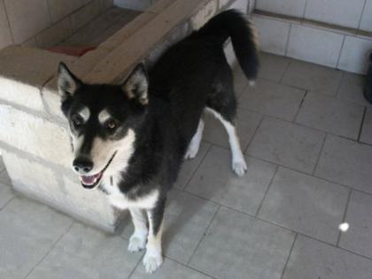POLARIS der nordische Schneestern ein sportlicher Familienhund