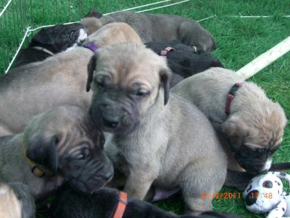 Moloser, Saupacker, Dogge, Mastiff, Fila, Cane Corso, Welpen