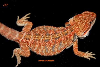 Multicolour, Leatherback Farbbartagamen