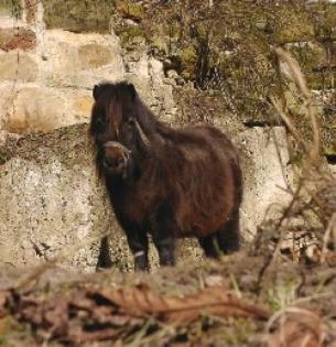 Minipony Stute
