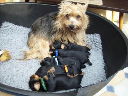 Süße Yorkshire Terrier Welpen
