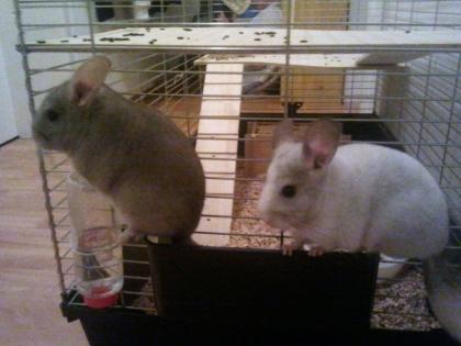 2 Süße 21 Wochen alte Chinchillas dringend abzugeben