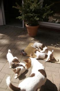 Jack Russell Terrier Welpen von tollen Eltern