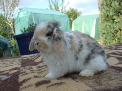 NHD-Mini-Lop Zwergwidder