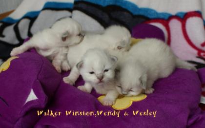 Traumhaft schöne Hl. Birmababys in blue, lilac, point tabby suchen neuen Platz zu