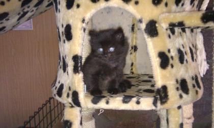3 Maine Coon Kitten
