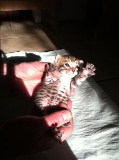 Wunderschöne Minileoparden
