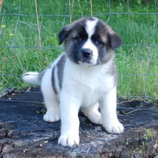 Wunderschöner Akita Welpen