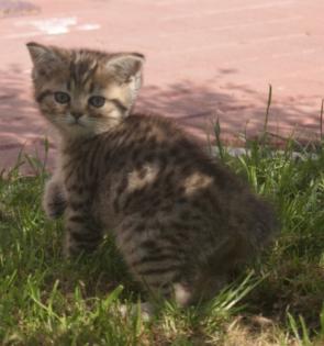 Whiskas Kater in golden getupft sucht neues zuhause