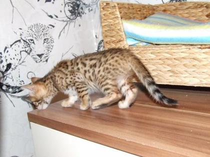 Bengalkitten