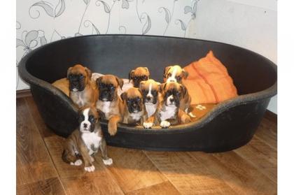 Reinrassige Boxer Welpen