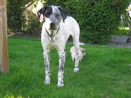 Traumhund sucht Traumzuhause Dalmatiner Mix kastr. 18 Mon.