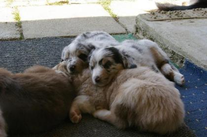 10 Australian-Shepherd Welpen