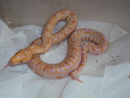 Wunderschöne albion Tigerpythonbabys