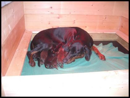Dobermannwelpen aus VDH/DV Liebhaberzucht