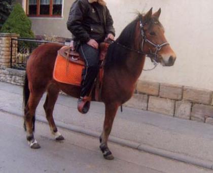 Deutsche Reitponystute