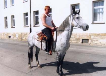 Hübscher Apfelschimmel