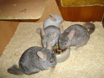 7 Chinchillas m w mit 2 Käfigen Zubehör auch einzeln zu verkaufen