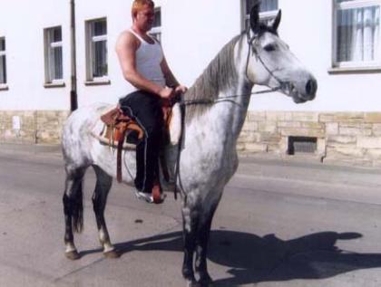 Hübscher Schimmelwallach