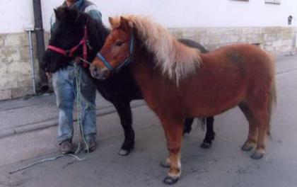 2 super Shettlandponys