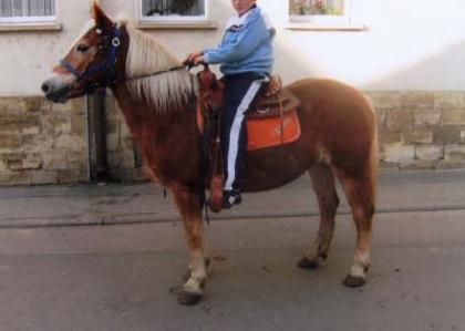Verkaufe schöne Haflinger-Stute