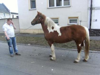 Tinker-Mix-Stute