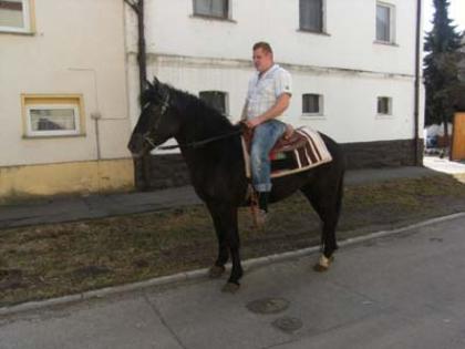 Reitpony-Stute