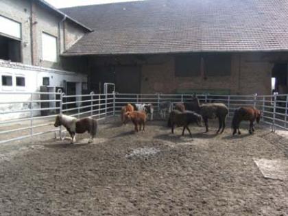 Verk. Eine schöne bunte Pony-Esel-Lama-Stute