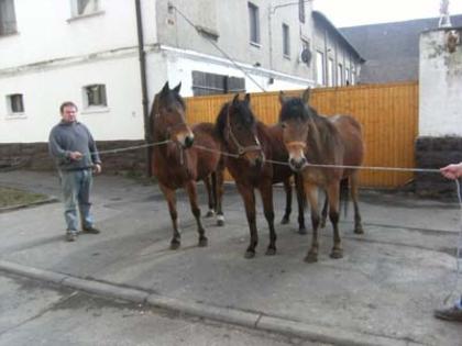 Verk. Mehrere Reitponys