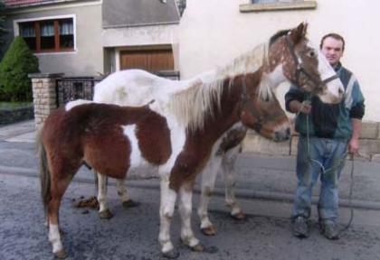 Junge Lewitzer Wallache