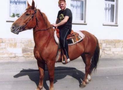 Schwere Warmblutstute