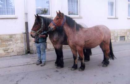 2 belgische Kaltblutwallache